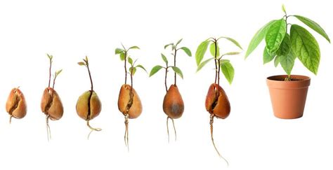 Schéma de germination d'un noyau d'avocat