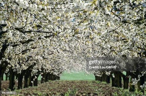Vue panoramique d'un verger de cerisiers en fleurs sous le soleil méditerranéen