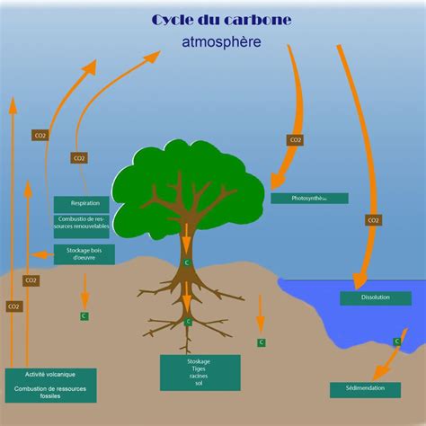 Schéma illustrant le cycle du carbone en forêt et l'apport du BRF au sol