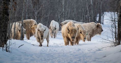 Troupeau de bisons dans un pâturage en Lorraine