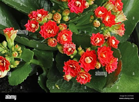 Gros plan sur un Kalanchoe en pleine floraison, avec ses fleurs colorées