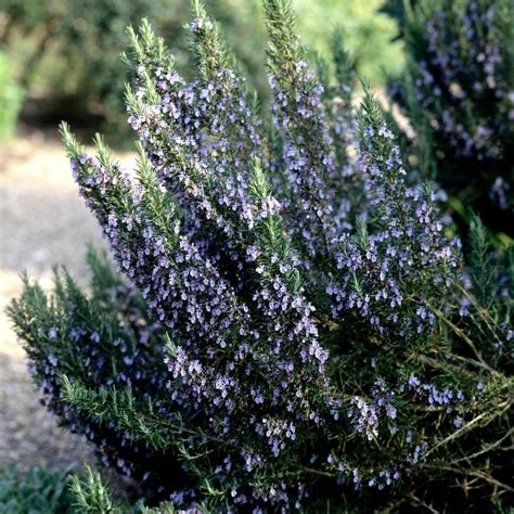 Photo montrant un pied de romarin planté au pied d'un oranger pour lutter contre la mineuse