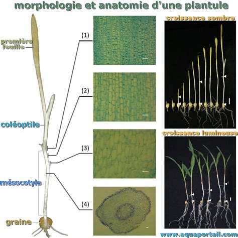 Schéma illustrant une plantule normale face à une plantule qui file par manque de lumière