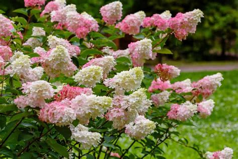 Hortensias paniculés en pleine floraison