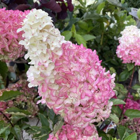 Panicule de fleurs d'Hortensia Fraise Melba, montrant l'évolution des couleurs