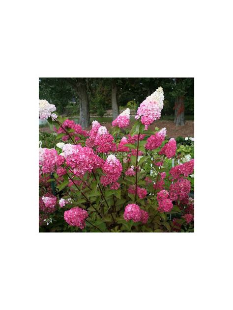 Exemple d'association de plantes avec l'Hortensia Fraise Melba
