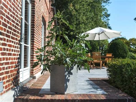 Figuier en pot sur une terrasse ensoleillée