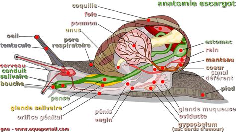 Schéma explicatif de l'anatomie simplifiée d'un gastéropode terrestre