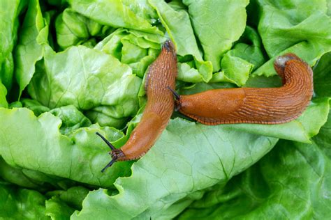 Tableau comparatif des espèces de limaces fréquentes dans le jardin