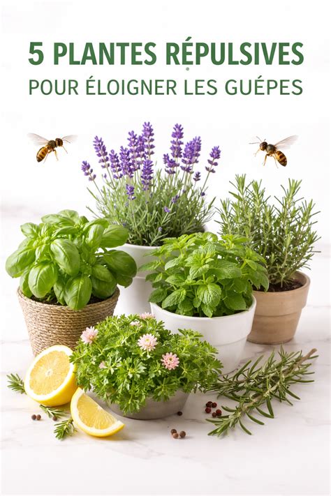 Plantes aromatiques répulsives