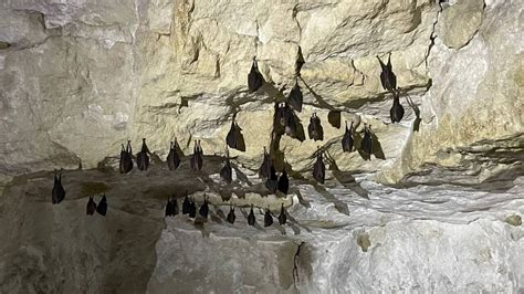 Illustration montrant une colonie de chauves-souris dans une grotte et la récolte naturelle du guano