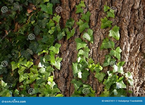 Tronc d'arbre colonisé par le lierre