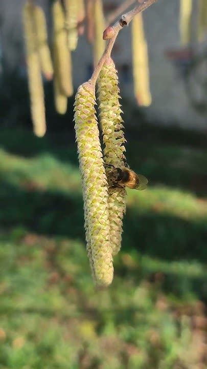 Abeilles butinant les châtons de noisetier