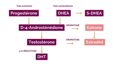 Schéma des conversions hormonales