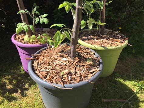 Paillage des plants de tomates