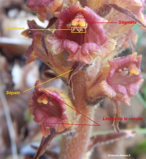 Orobanche du lierre parasitant une racine de lierre