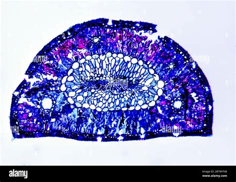 Structure microscopique d'une aiguille de conifère montrant la cuticule cireuse
