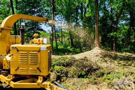 Broyage de branches de cyprès avec un broyeur de jardin domestique