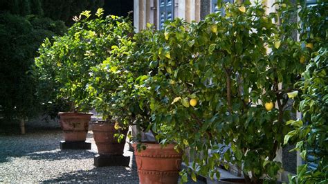 Arbres fruitiers en pot sur un balcon ensoleillé