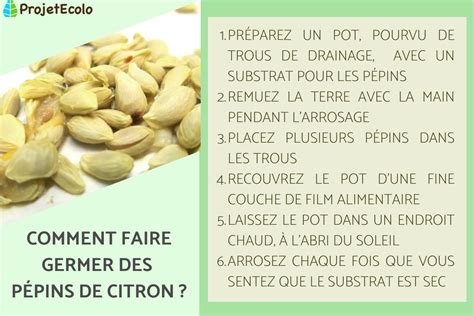 Schéma des étapes de la préparation des pépins de citron