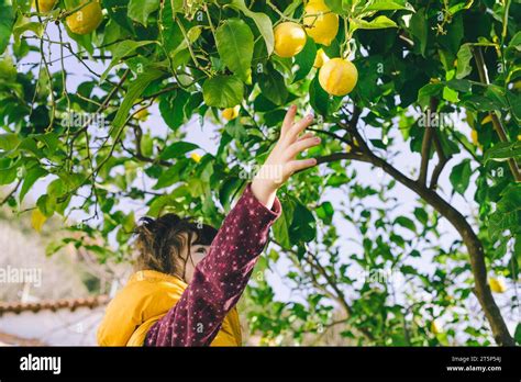 Image de mains récoltant des citrons jaunes