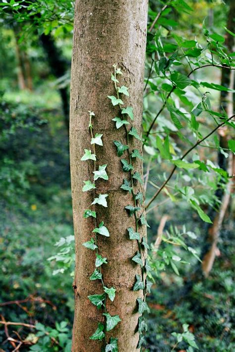 Lierre sur un arbre dans une forêt
