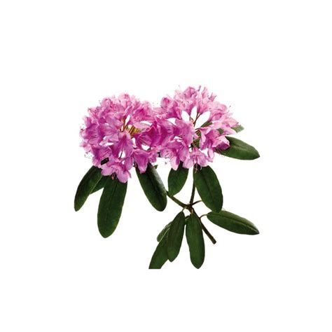 Illustration du Rhododendron et de son origine