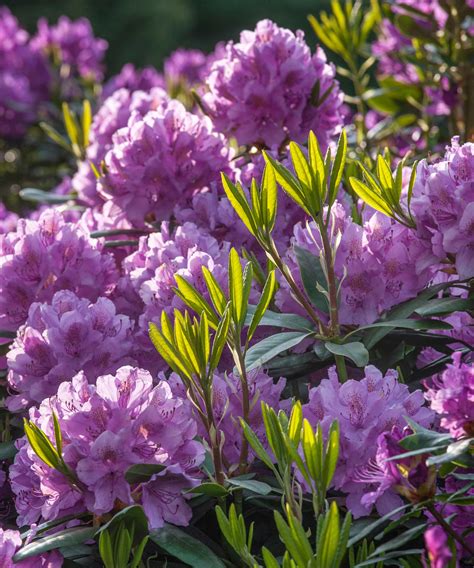 Variétés de rhododendrons et leurs caractéristiques