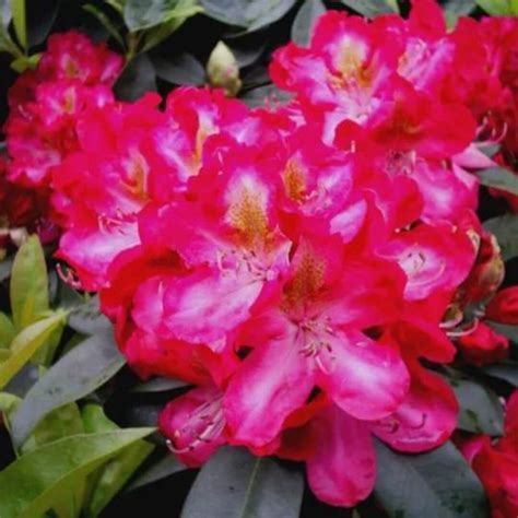 Rhododendron 'Junifeuer' en pleine floraison