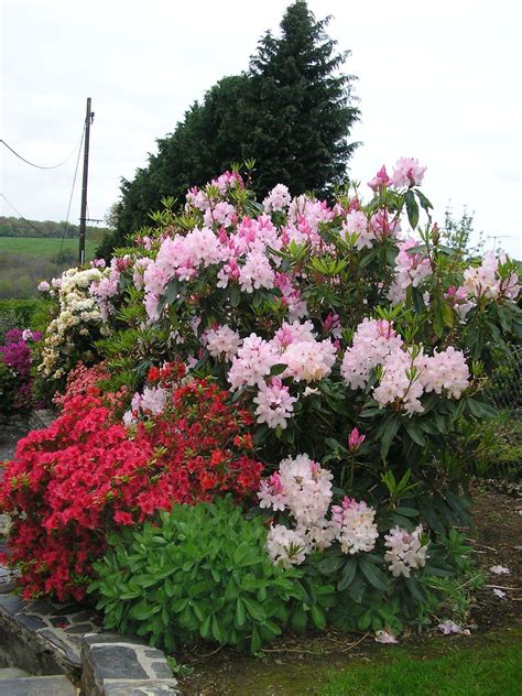 Exemple d'association de rhododendrons et d'érables du Japon