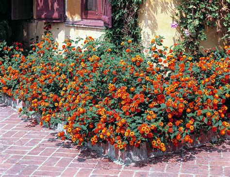 Lantana sellowiana en suspension