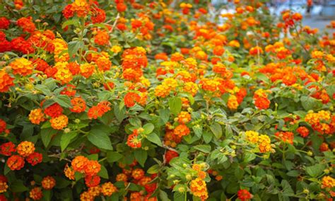 Plantation de lantana en pleine terre