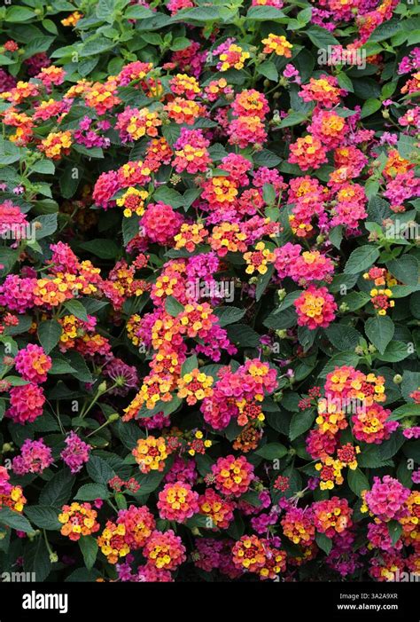 Lantana camara envahissant un paysage tropical