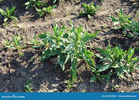 Champ agricole tunisien avec des mauvaises herbes