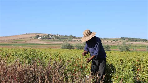 Agriculteur tunisien appliquant un herbicide avec précautions