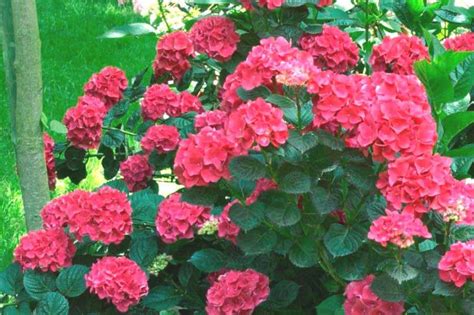 Boules de fleurs d'Hydrangea macrophylla