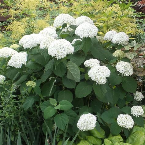 Immenses boules blanches d'Hydrangea arborescens 'Annabelle'