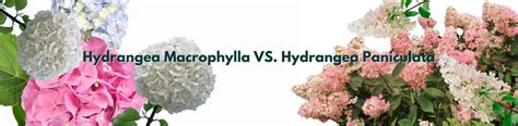 Comparaison entre Hydrangea macrophylla et paniculata