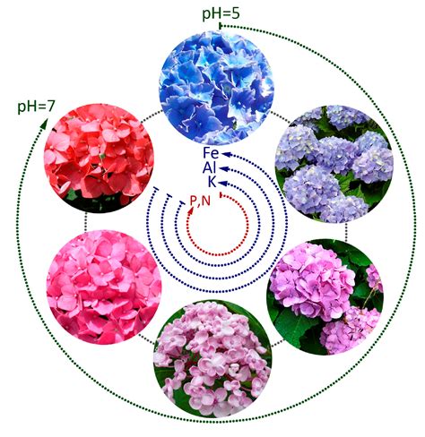 Schéma d'entretien des hortensias