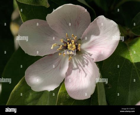 Gros plan de fleurs de cognassier blanc rosé