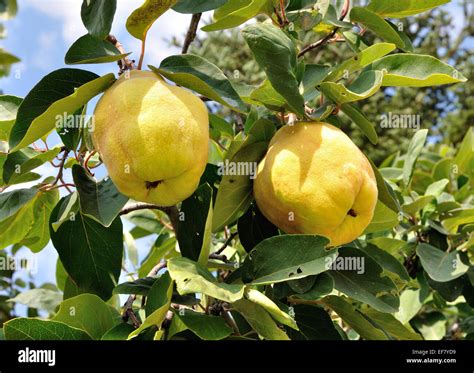 Coings mûrs sur un arbre