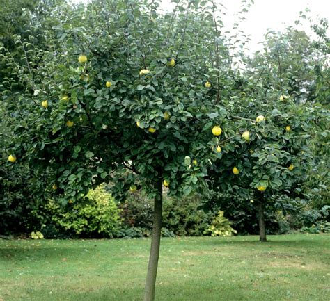 Jardin avec un cognassier en isolé