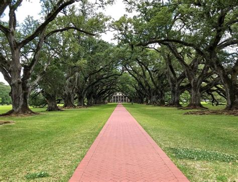 Vue aérienne de l'allée de chênes centenaires de Oak Alley Plantation