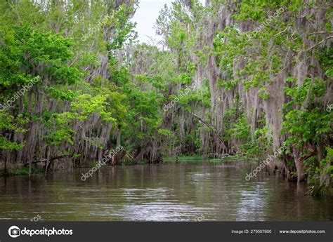 Bayou de Louisiane avec cyprès et mousse espagnole