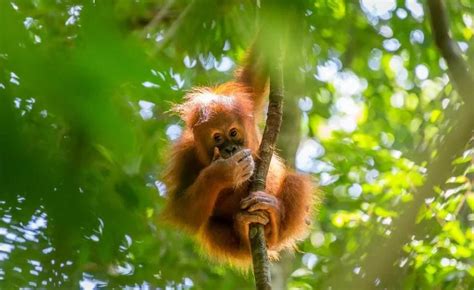 Orang-outan dans la jungle de Sumatra