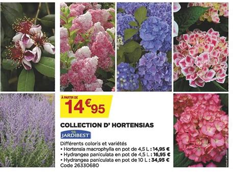 Collection d'hortensias variés