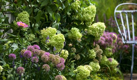 Exemple d'association réussie d'hortensias avec d'autres plantes