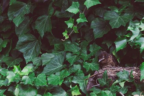Oiseau dans un lierre dense