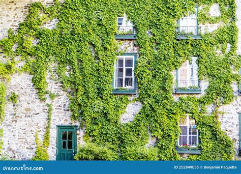 Lierre envahissant une maison