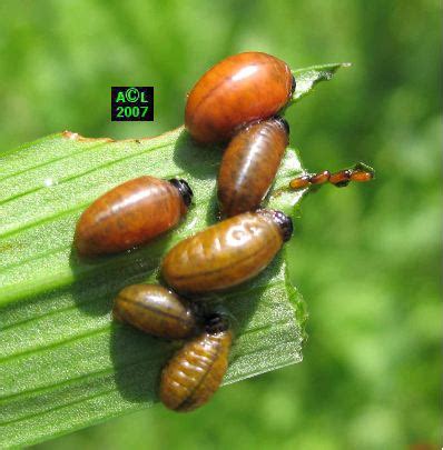 Illustration des criocères du lis sur une feuille